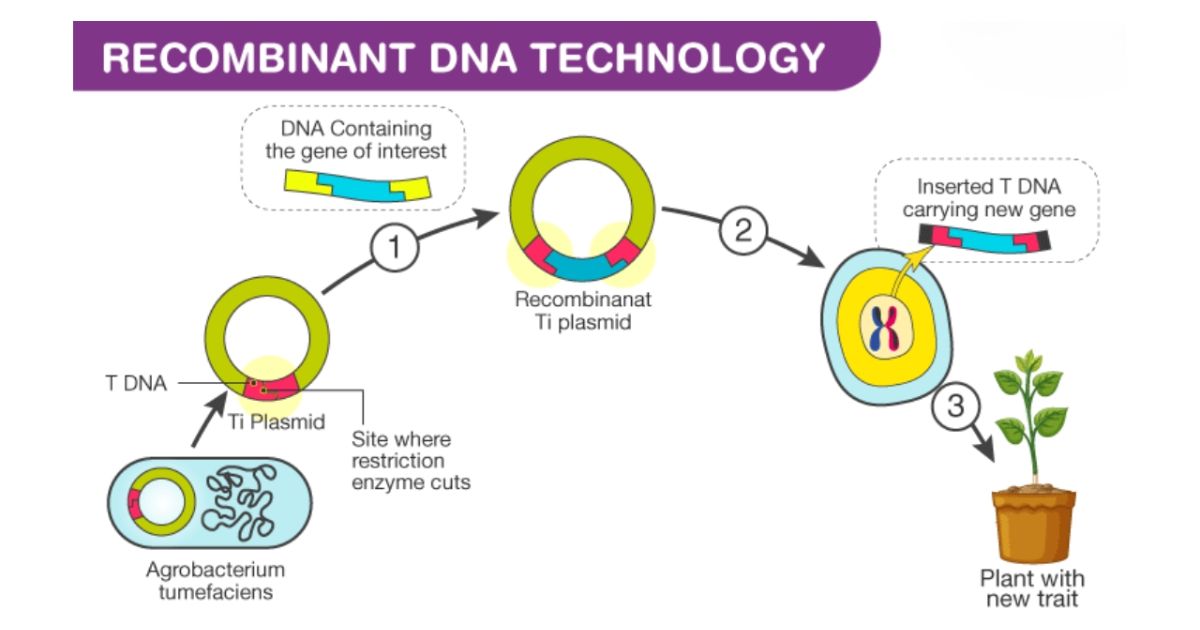 What is the primary intent of recombinant DNA technology?